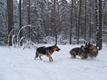 Smolki2015-27.JPG